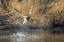 Picture of WASHINGTON STATE MALE MALLARD (ANAS PLATYRHYNCHOS) TAKES FLIGHT FROM LAKE WASHINGTON KIRKLAND