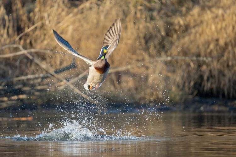 Picture of WASHINGTON STATE MALE MALLARD (ANAS PLATYRHYNCHOS) TAKES FLIGHT FROM LAKE WASHINGTON KIRKLAND