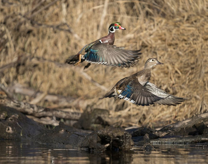 Picture of WASHINGTON STATE A MALE AND FEMALE WOOD DUCK (AIX SPONSA) TAKE FLIGHT SEATTLE DIGITAL COMPOSITE
