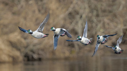 Picture of WASHINGTON STATE COMPOSITE IMAGE OF A MALE BUFFLEHEAD TAKING OFF FROM THE SAMMAMISH SLOUGH