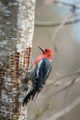 Picture of WASHINGTON STATE A RED-BREASTED SAPSUCKER VISITS ONE OF ITS SAP WELLS-IN AN ALDER TREE