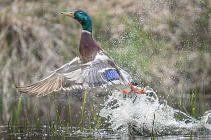 Picture of WASHINGTON STATE MALE MALLARD (ANAS PLATYRHYNCHOS) TAKES FLIGHT FROM LAKE WASHINGTON KIRKLAND