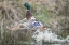 Picture of WASHINGTON STATE MALE MALLARD (ANAS PLATYRHYNCHOS) TAKES FLIGHT FROM LAKE WASHINGTON KIRKLAND
