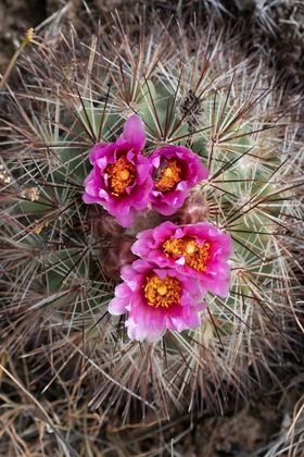 Picture of WASHINGTON STATE SIMPSONS HEDGEHOG CACTUS FLOWERING IN MAY AT BEEZLEY HILLS PRESERVE