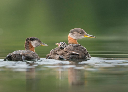 Picture of WASHINGTON STATE A RED-NECKED GREBE CHICK RIDES ATOP PARENT DURING FEEDING ON LAKE