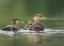 Picture of WASHINGTON STATE A RED-NECKED GREBE CHICK RIDES ATOP PARENT DURING FEEDING ON LAKE