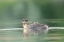 Picture of WASHINGTON STATE A RED-NECKED GREBE CHICK RIDES ATOP PARENT DURING FEEDING ON LAKE