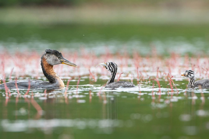 Picture of WASHINGTON STATE A RED-NECKED GREBE PARENT FEEDS FISH TO A CHICK ON A LAKE IN OKANOGAN COUNTY