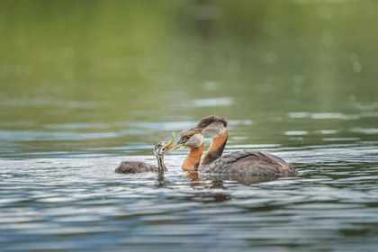 Picture of WASHINGTON STATE A RED-NECKED GREBE PARENT FEEDS FISH TO A CHICK ON A LAKE IN OKANOGAN COUNTY