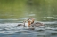 Picture of WASHINGTON STATE A RED-NECKED GREBE PARENT FEEDS FISH TO A CHICK ON A LAKE IN OKANOGAN COUNTY