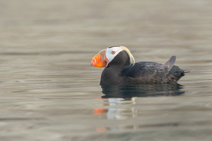 Picture of WASHINGTON STATE A TUFTED PUFFIN (FRATERCULA CIRRHATA) FLOATS NEAR PROTECTION ISLAND
