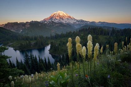 Picture of WASHINGTON STATE BEARGRASS WILDFLOWERS FROM THE FLANK OF TOLMIE PEAK AT EUNICE LAKE