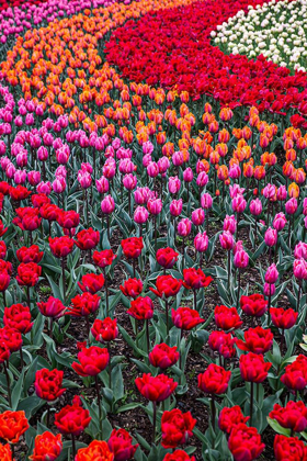 Picture of MOUNT VERNON-WASHINGTON STATE-MULTI-COLORED TULIPS IN A CURVY PATTERN