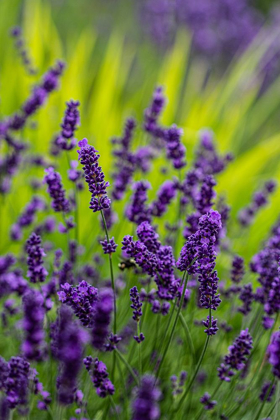 Picture of SEQUIM-WASHINGTON STATE-LAVENDER FIELD BLOOMS