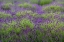 Picture of BREMERTON-WASHINGTON STATE-LAVENDER GARDEN