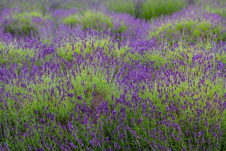 Picture of BREMERTON-WASHINGTON STATE-LAVENDER GARDEN