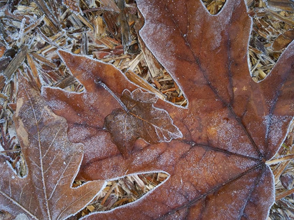 Picture of WASHINGTON STATE CENTRAL CASCADES-FROSTY LEAVES