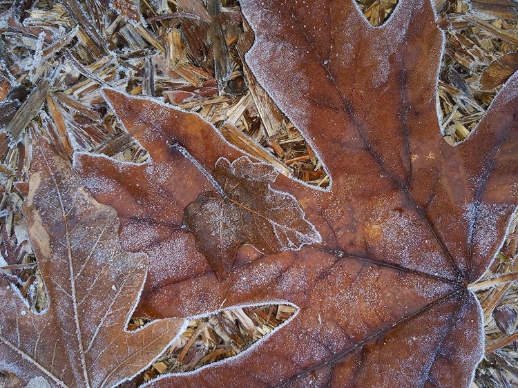 Picture of WASHINGTON STATE CENTRAL CASCADES-FROSTY LEAVES