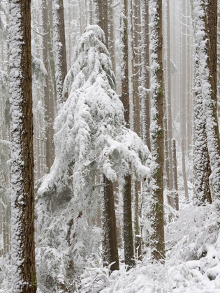 Picture of WASHINGTON STATE TIGER MOUNTAIN-SNOW COVERED TREES