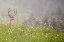 Picture of WA-MOUNT RAINIER NATIONAL PARK-BLACK-TAILED DEER BUCK IN WILDFLOWER MEADOW-ODOCOILEUS HEMIONUS