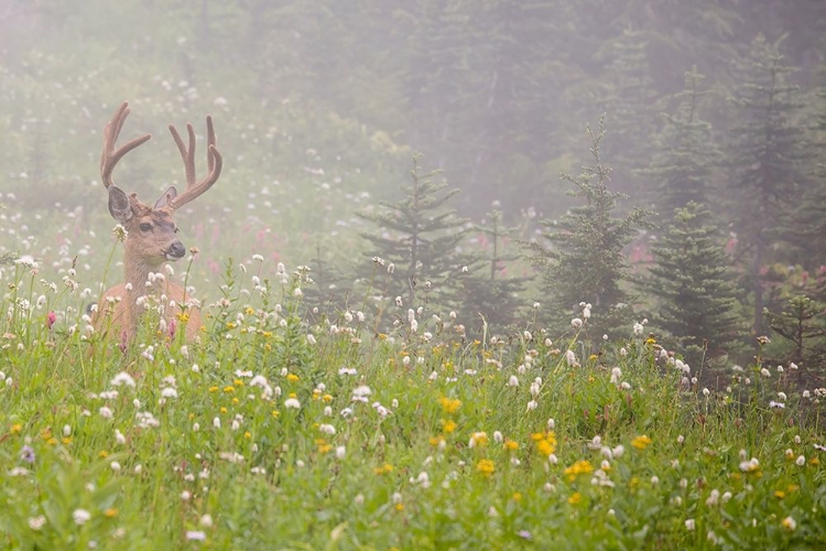 Picture of WA-MOUNT RAINIER NATIONAL PARK-BLACK-TAILED DEER BUCK IN WILDFLOWER MEADOW-ODOCOILEUS HEMIONUS