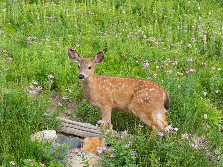 Picture of WA-MOUNT RAINIER NATIONAL PARK-BLACK-TAILED DEER-FAWN-ODOCOILEUS HEMIONUS