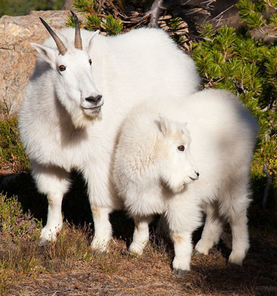 Picture of WA-ALPINE LAKES WILDERNESS-MOUNTAIN GOATS-NANNY AND KID