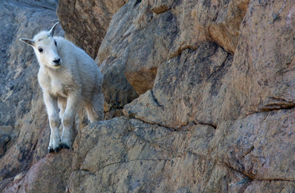 Picture of WA-ALPINE LAKES WILDERNESS-INGALLS LAKE AREA-KID (BABY) GOAT ON CLIFF