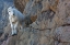 Picture of WA-ALPINE LAKES WILDERNESS-INGALLS LAKE AREA-KID (BABY) GOAT ON CLIFF