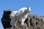 Picture of WA-ALPINE LAKES WILDERNESS-MOUNTAIN GOAT-NANNY