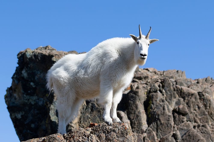 Picture of WA-ALPINE LAKES WILDERNESS-MOUNTAIN GOAT-NANNY