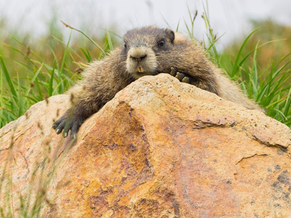 Picture of WA-MOUNT RAINIER NATIONAL PARK-HOARY MARMOT (MARMOTA CALIGATA)