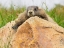 Picture of WA-MOUNT RAINIER NATIONAL PARK-HOARY MARMOT (MARMOTA CALIGATA)