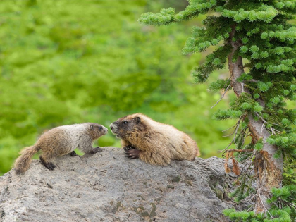 Picture of WA-MOUNT RAINIER NATIONAL PARK-HOARY MARMOT (MARMOTA CALIGATA)-MOTHER AND BABY