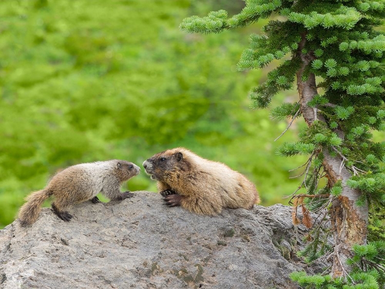 Picture of WA-MOUNT RAINIER NATIONAL PARK-HOARY MARMOT (MARMOTA CALIGATA)-MOTHER AND BABY