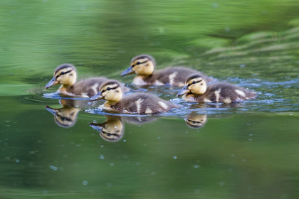 Picture of WA-MERCER SLOUGH-WOOD DUCK DUCKLINGS (AIX SPONSA)