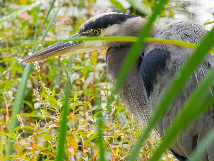 Picture of WA-JUANITA BAY WETLAND-GREAT BLUE HERON (ARDEA HERODIAS)