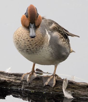 Picture of WA-JUANITA BAY WETLAND-GREEN-WINGED TEAL (ANAS CRECCA)-MALE