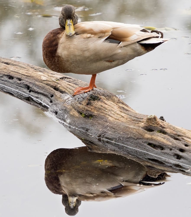 Picture of WA-JUANITA BAY WETLAND-MALLARD DUCK ( ANAS PLATYRHYNCHOS)-MALE