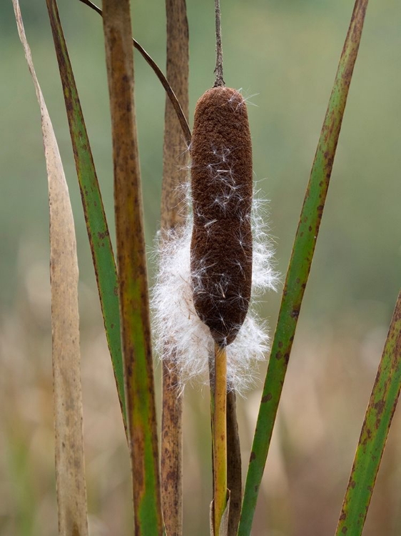 Picture of WA-JUANITA BAY WETLAND-CATTAIL