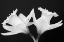 Picture of WA-REDMOND-DAFFODILS