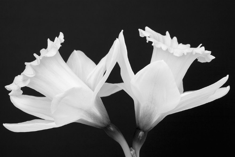 Picture of WA-REDMOND-DAFFODILS