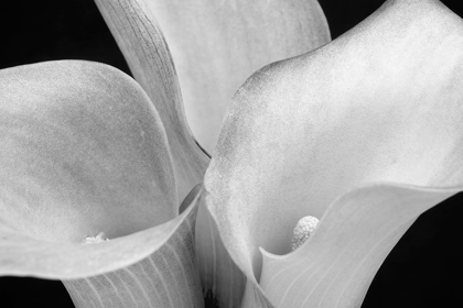 Picture of WA-REDMOND-CALLA LILIES