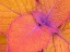 Picture of WA-REDMOND-COLEUS PLANT-LEAF DESIGN