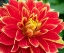 Picture of WA-REDMOND-DAHLIA