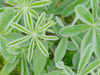 Picture of WA-MOUNT RAINIER NATIONAL PARK-SUBALPINE LUPINE LEAVES AND DEW (LUPINUS LATIFOLIUS)