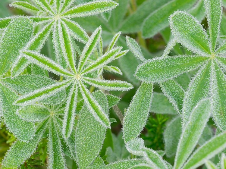 Picture of WA-MOUNT RAINIER NATIONAL PARK-SUBALPINE LUPINE LEAVES AND DEW (LUPINUS LATIFOLIUS)