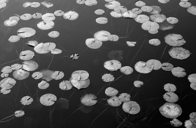 Picture of WA-PHANTOM LAKE-LILLY PADS