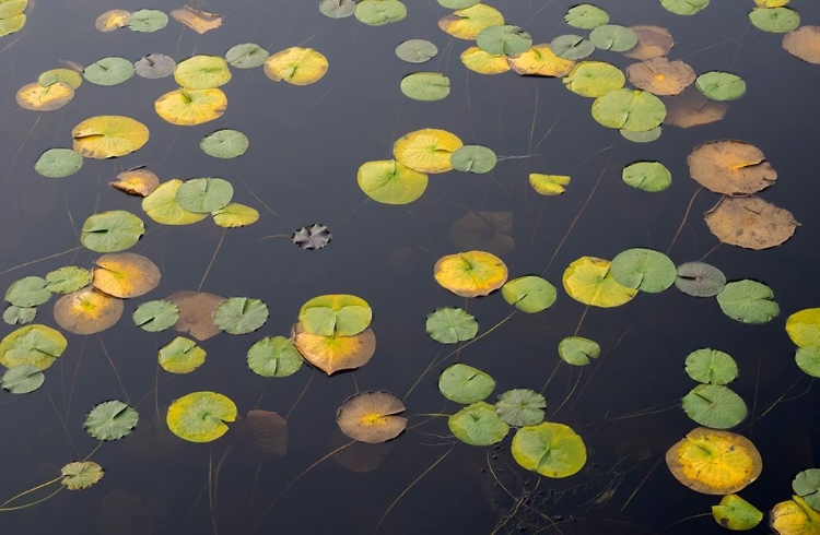 Picture of WA-PHANTOM LAKE-LILLY PADS