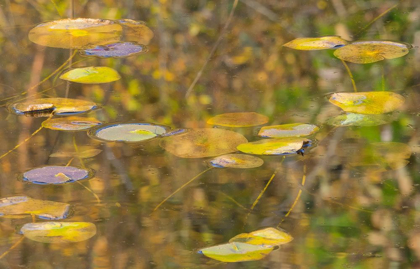 Picture of WA-PHANTOM LAKE-LILLY PADS